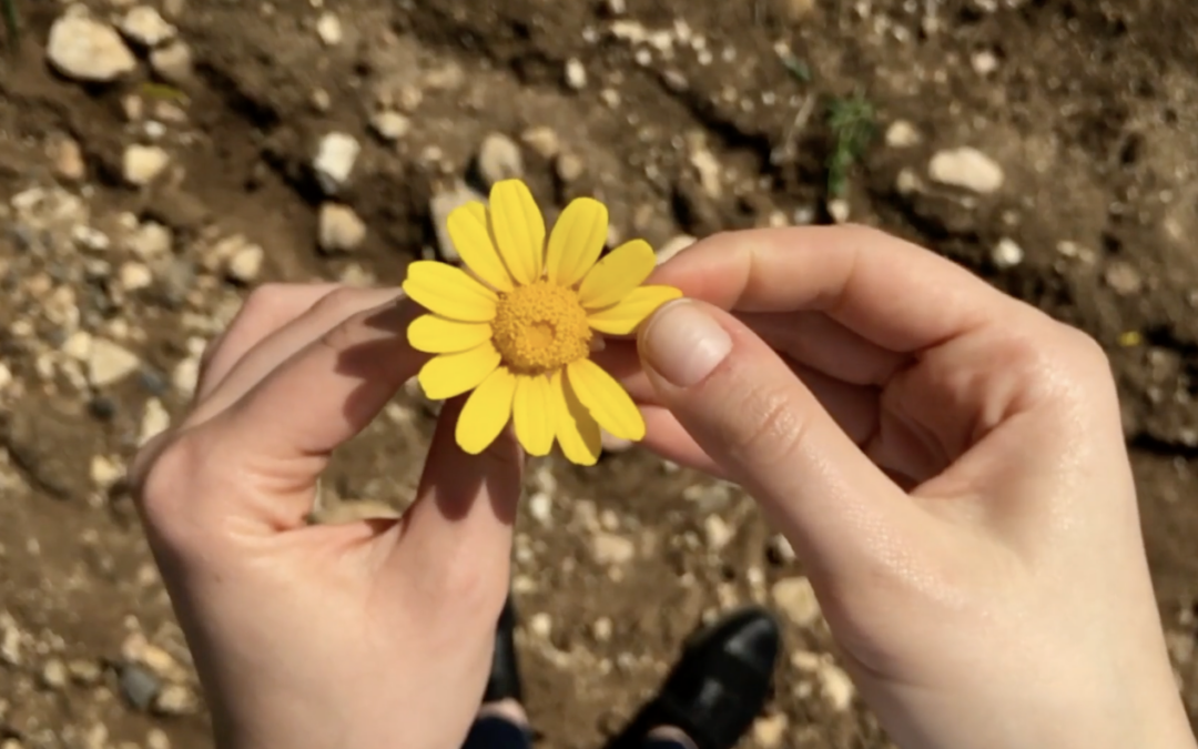 The Three Flavors of a Good Life: Happy, Meaningful, or Interesting